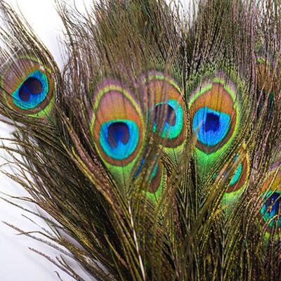 gold blue peacock feathers for sale