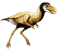 titanis bird terror walleri smilodon fatalis largest birds skull smallest fastest slowest carnivorous america macaw spix animal height bite force