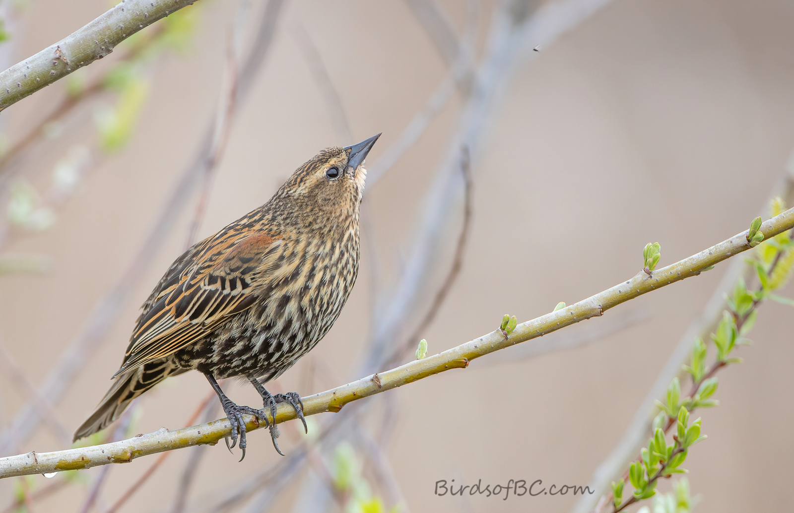 IMAGE: https://i0.wp.com/birdsofbc.com/wp-content/uploads/2021/12/bugsAok.jpg