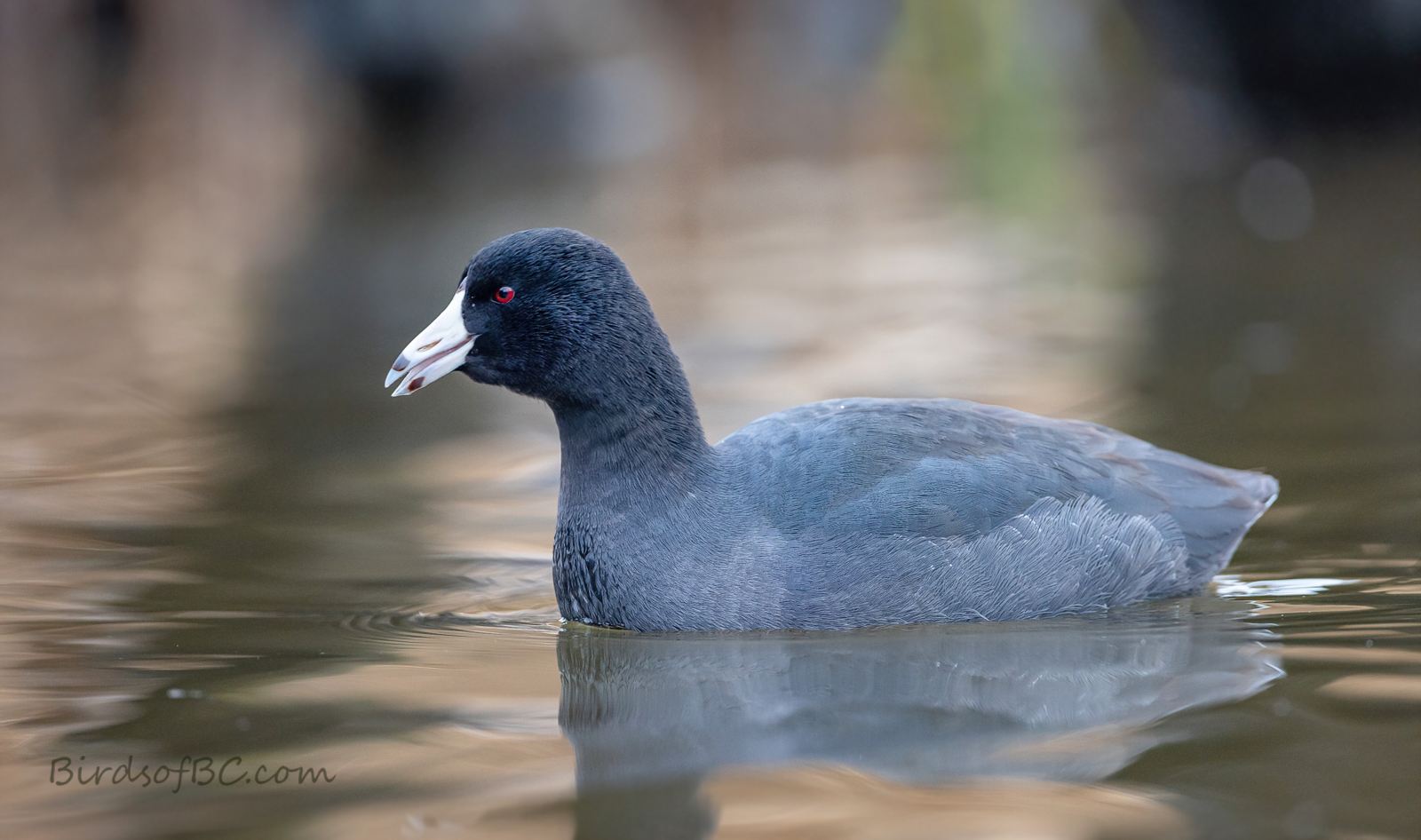 IMAGE: https://i0.wp.com/birdsofbc.com/wp-content/uploads/2021/12/coot4TOPok.jpg