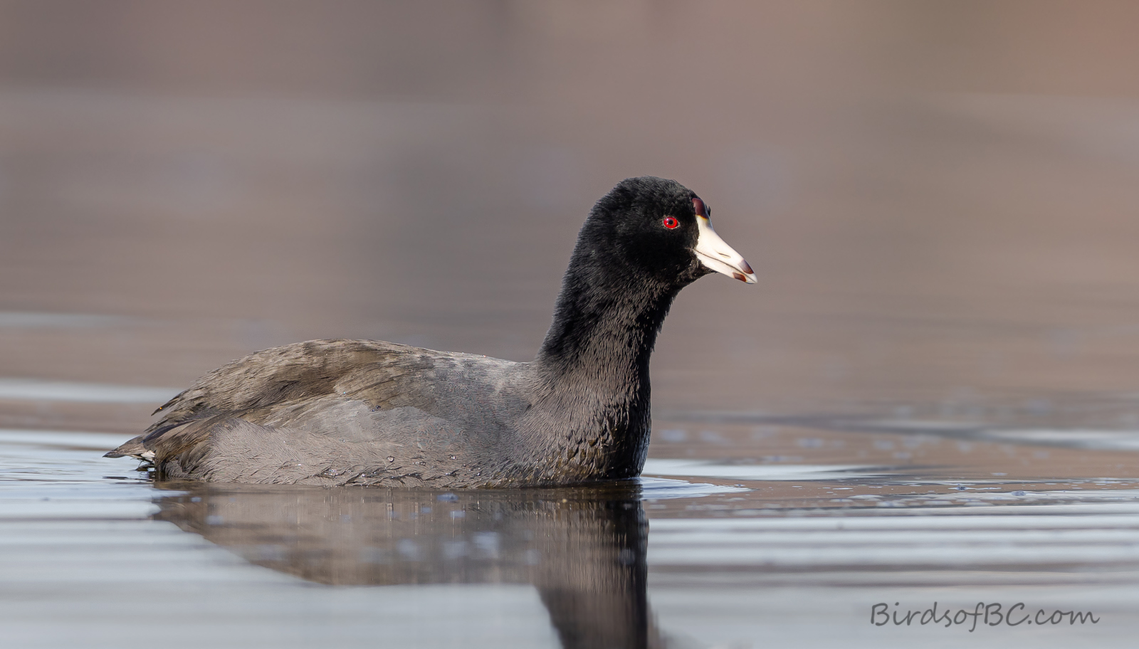 IMAGE: https://i0.wp.com/birdsofbc.com/wp-content/uploads/2021/12/coot7ok.jpg