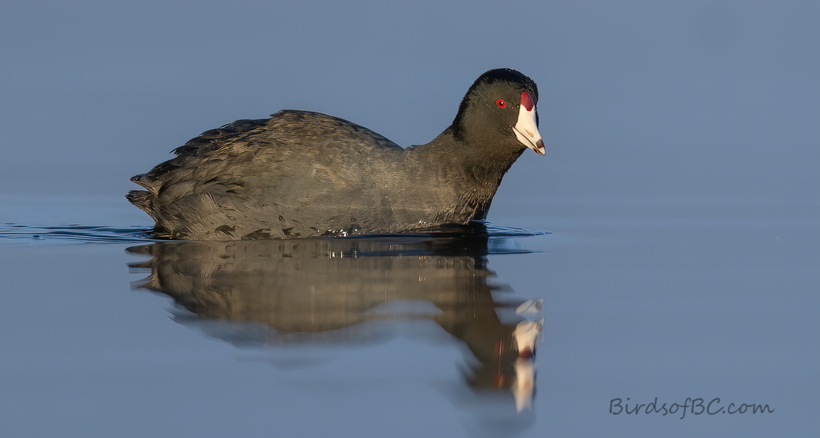 IMAGE: https://i0.wp.com/birdsofbc.com/wp-content/uploads/2021/12/cootblueBOK.jpg