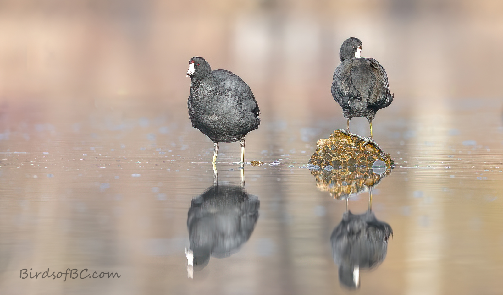 IMAGE: https://i0.wp.com/birdsofbc.com/wp-content/uploads/2021/12/paircootsAok-1.jpg