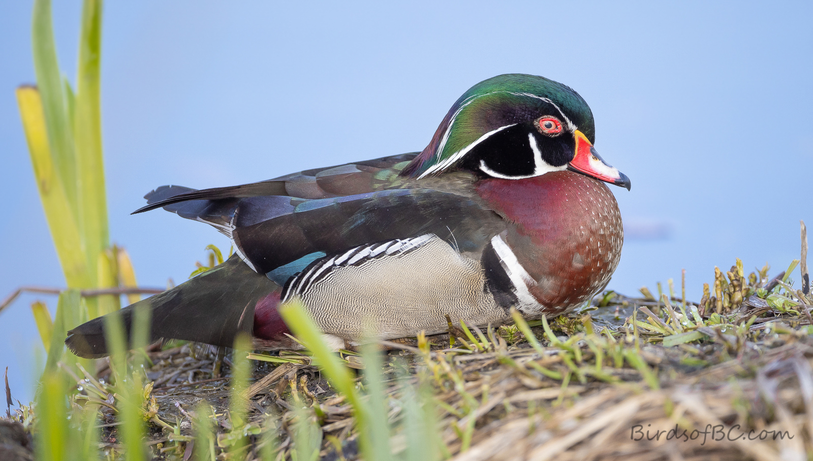 IMAGE: https://i0.wp.com/birdsofbc.com/wp-content/uploads/2022/01/roostwoodyAok.jpg