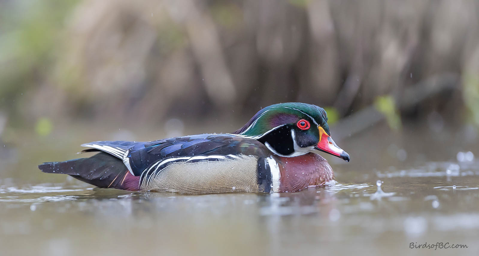 IMAGE: https://i0.wp.com/birdsofbc.com/wp-content/uploads/2022/01/wetduck.jpg?ssl=1