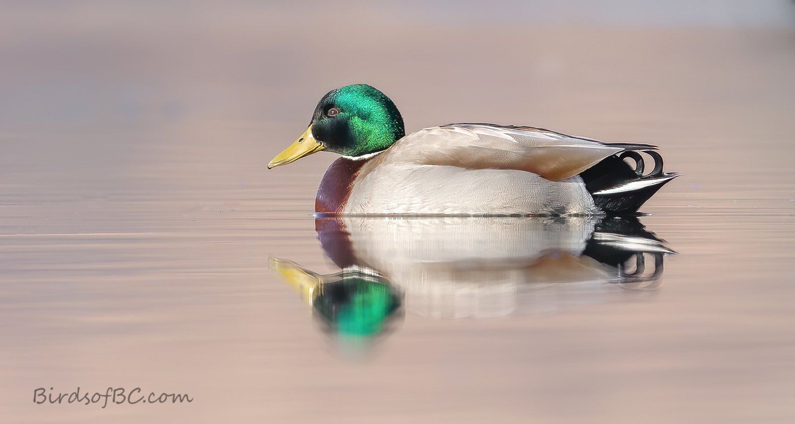 IMAGE: https://i0.wp.com/birdsofbc.com/wp-content/uploads/2022/02/mallardpinkAok.jpg