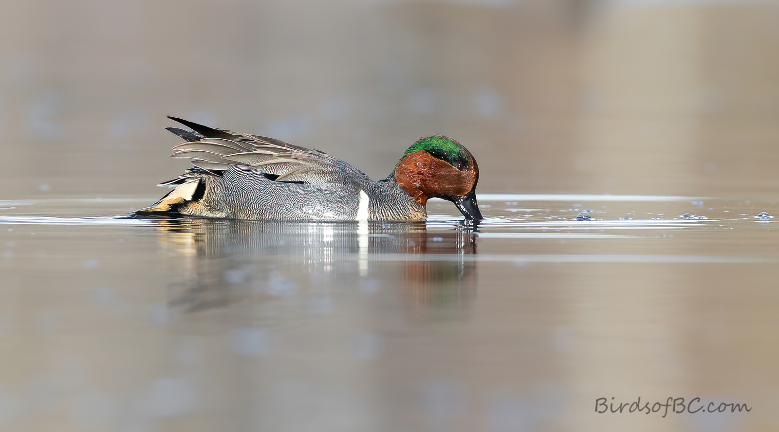 IMAGE: https://i0.wp.com/birdsofbc.com/wp-content/uploads/2022/02/teal1Aok.jpg