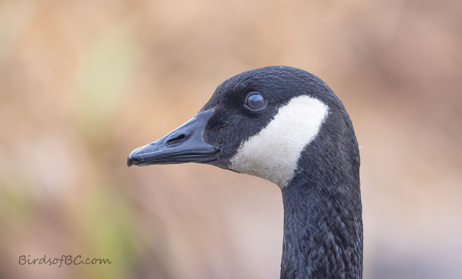 IMAGE: https://i0.wp.com/birdsofbc.com/wp-content/uploads/2022/03/gooseportAok.jpg