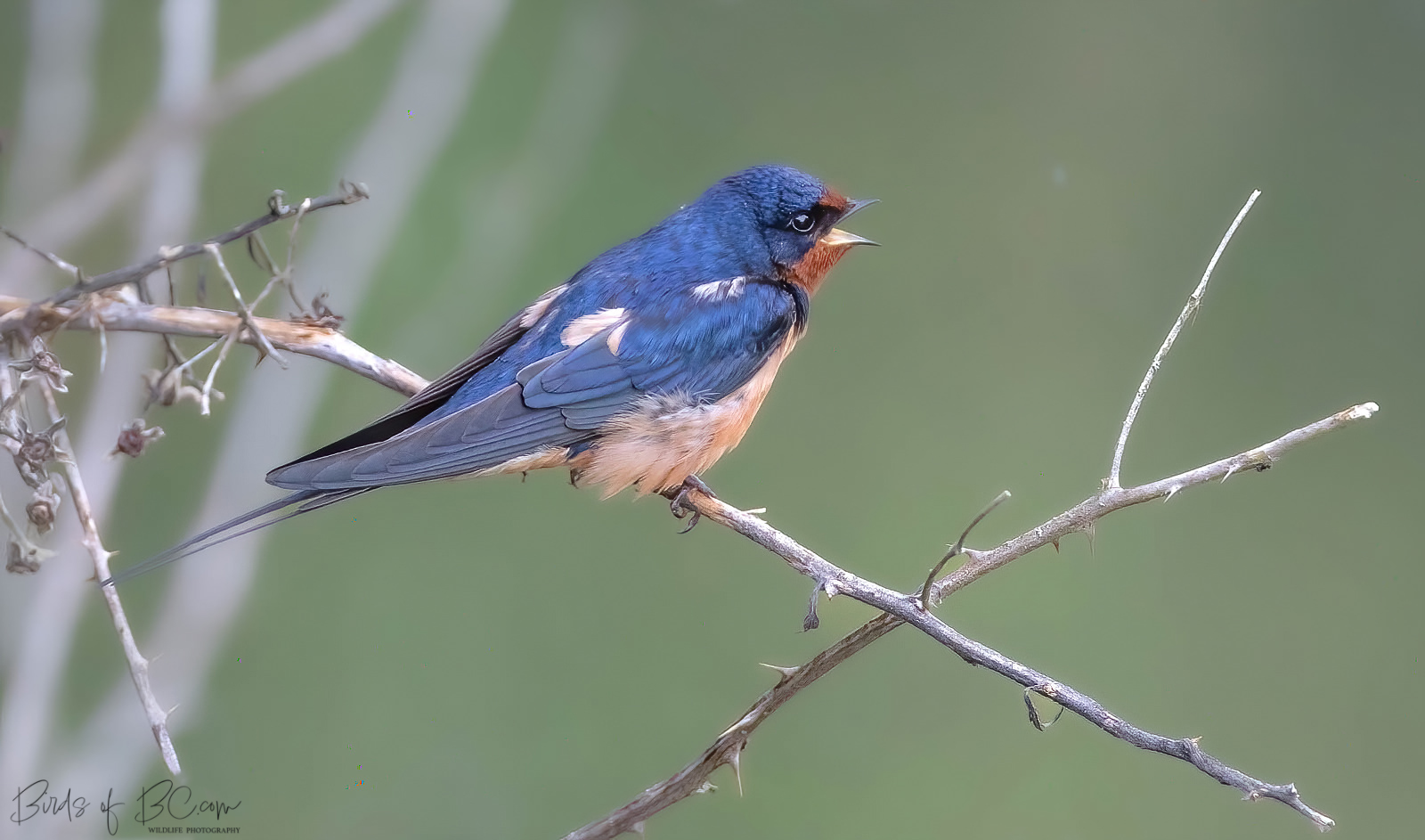 IMAGE: https://i0.wp.com/birdsofbc.com/wp-content/uploads/2022/04/swallow2A.jpg