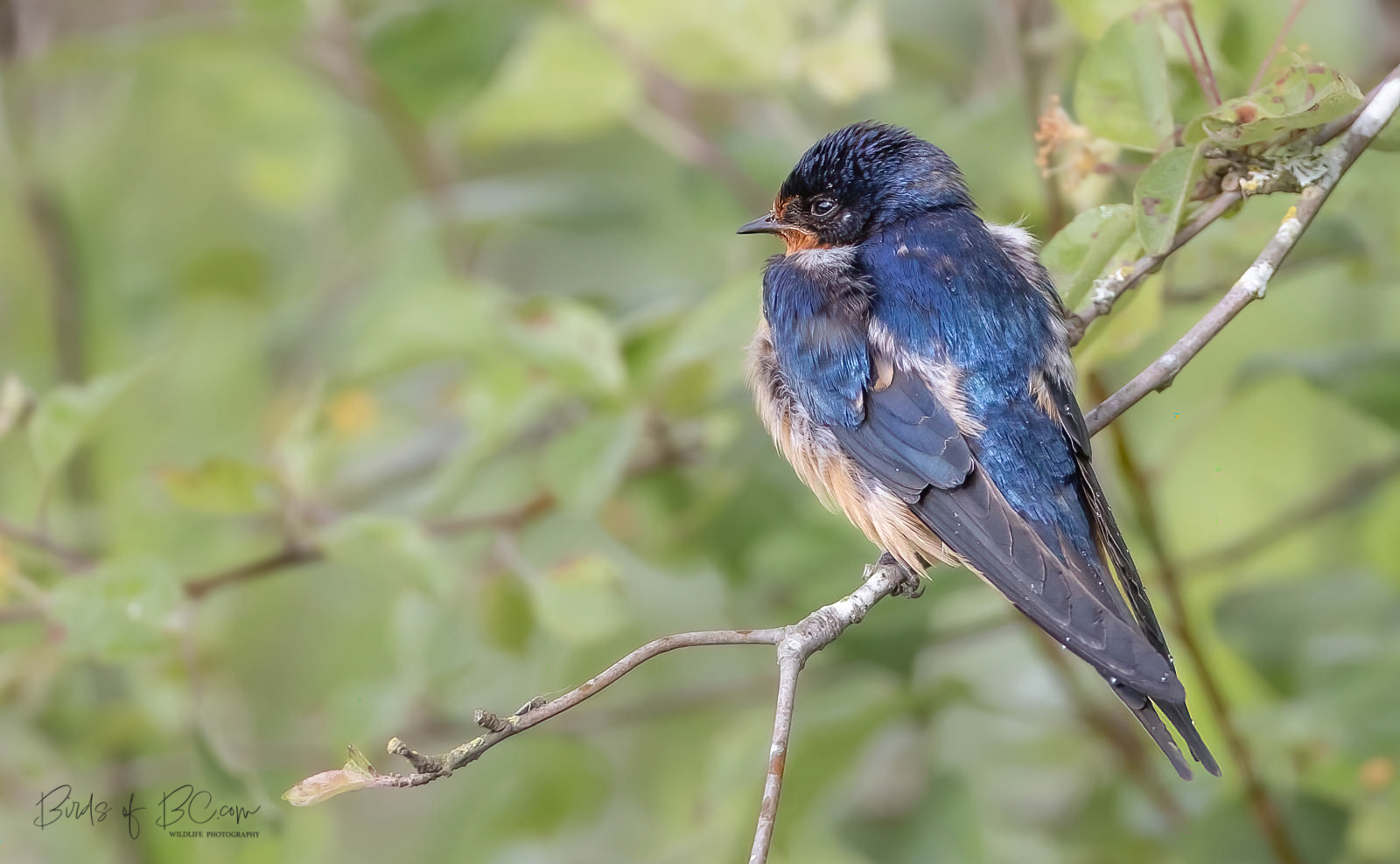 IMAGE: https://i0.wp.com/birdsofbc.com/wp-content/uploads/2022/04/swallowok.jpg