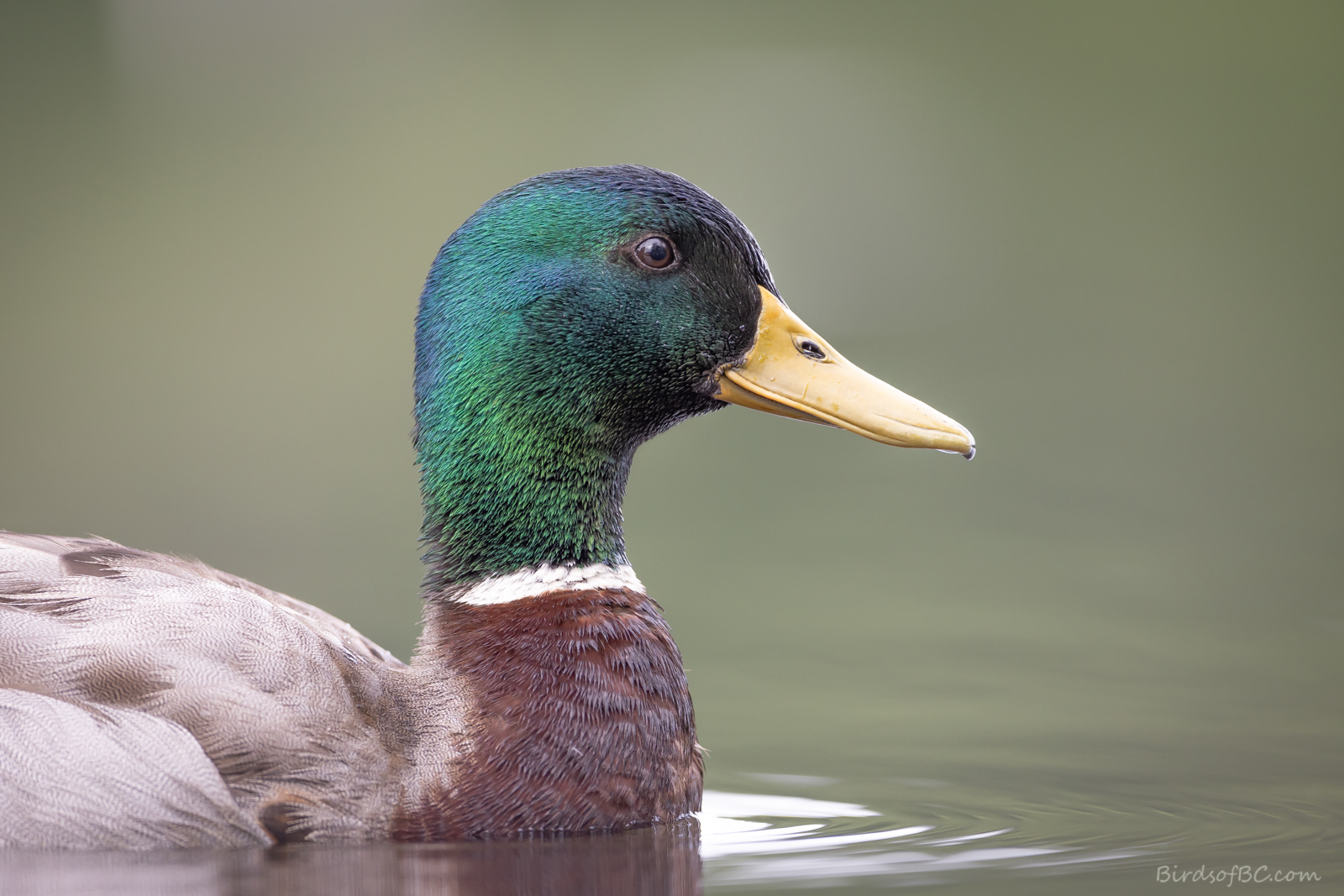 IMAGE: https://i0.wp.com/birdsofbc.com/wp-content/uploads/2022/06/drakeheadshotok.jpg