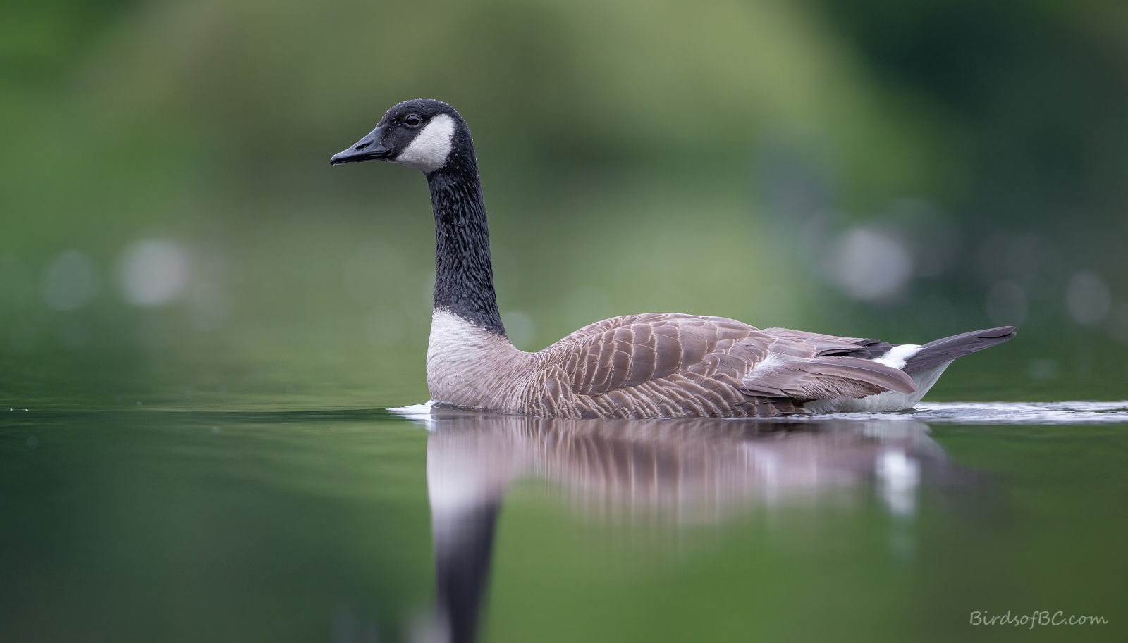 IMAGE: https://i0.wp.com/birdsofbc.com/wp-content/uploads/2022/06/gooseleftok.jpg