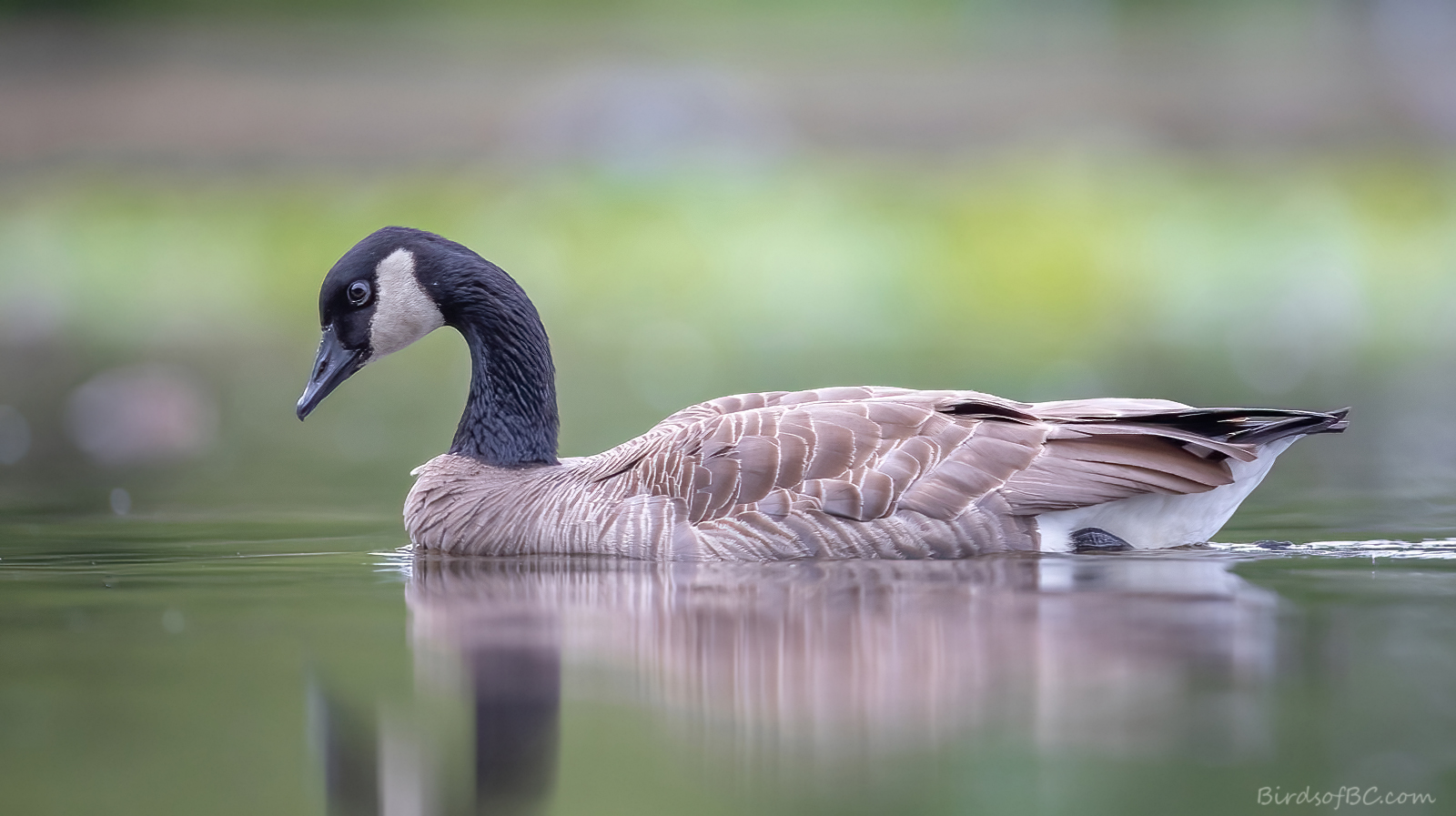 IMAGE: https://i0.wp.com/birdsofbc.com/wp-content/uploads/2022/06/goosemissionok.jpg