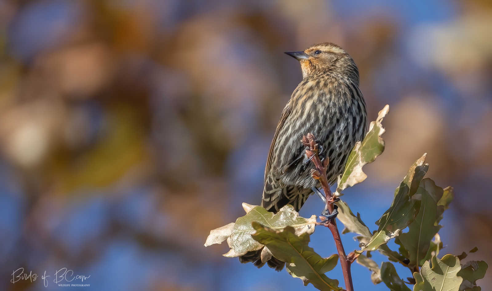 IMAGE: https://i0.wp.com/birdsofbc.com/wp-content/uploads/2022/11/rwbb2ok.jpg