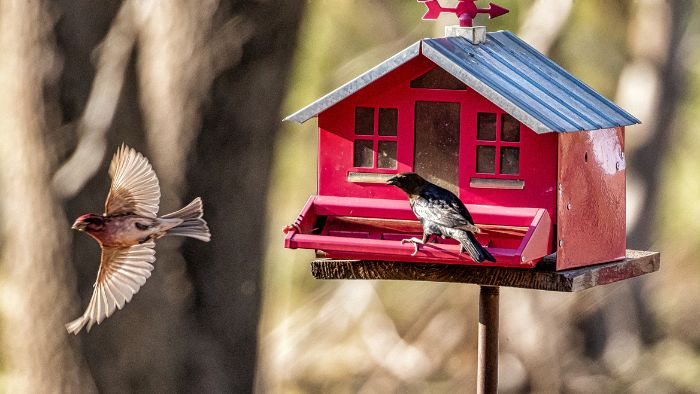 When to stop feeding birds in summer