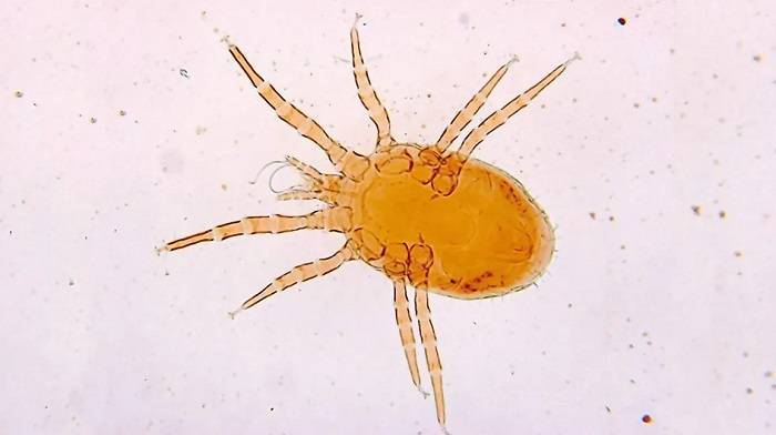 Natural remedies for getting rid of bird lice: a guide to safely eliminating infestations