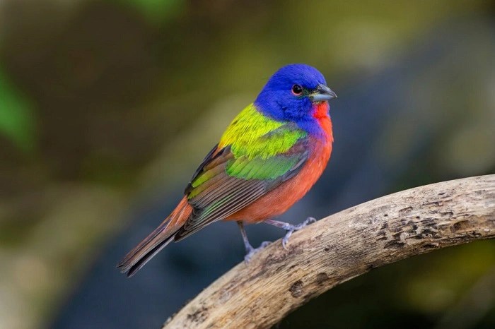 South america birds: a colorful and diverse avian paradise