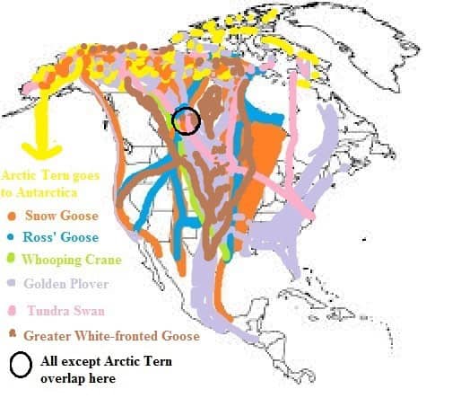 Snow Goose Migration Routes Map.