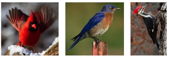 The Best Bird Feeders