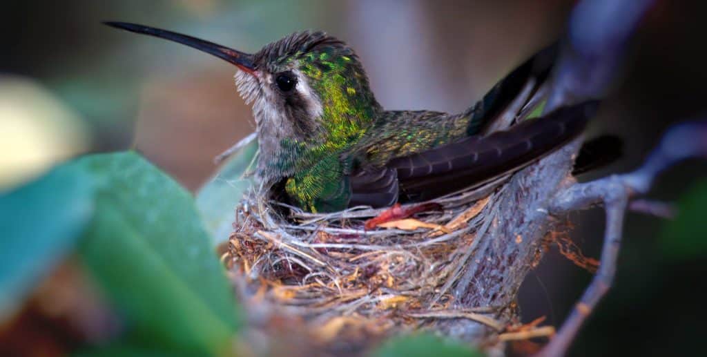 If you’ve enjoyed these spider facts and want to attract spiders, there are a few. Common species of birds that eat spiders: What do hummingbirds eat? (It's not just nectar!) Bird Watching HQ