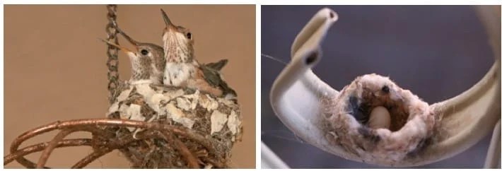 Hummingbird Nests 7 Fun Facts You Should Know 2021 Bird Watching Hq