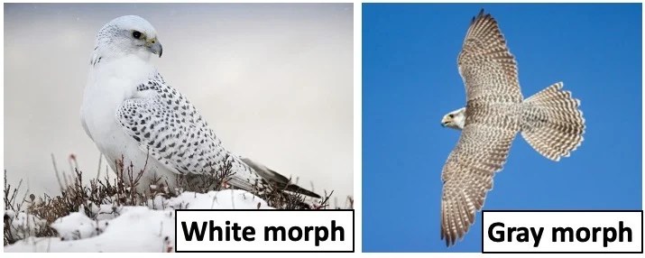 Gyrfalcon