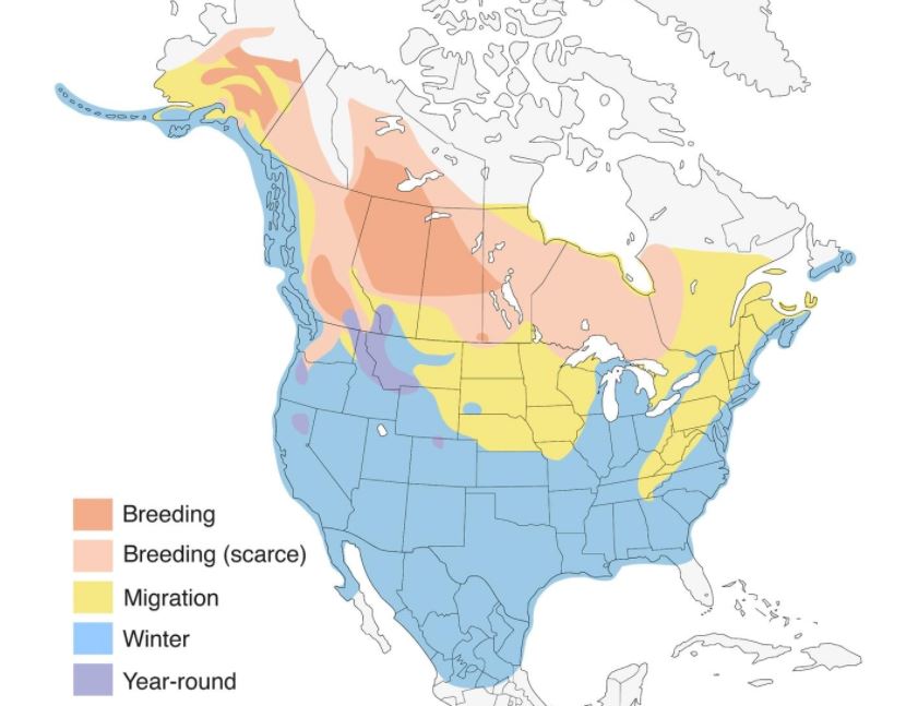 bufflehead range map