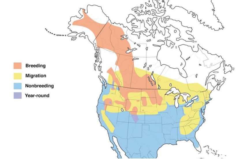 canvasback range map