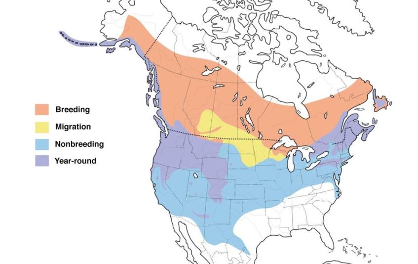 common merganser range map