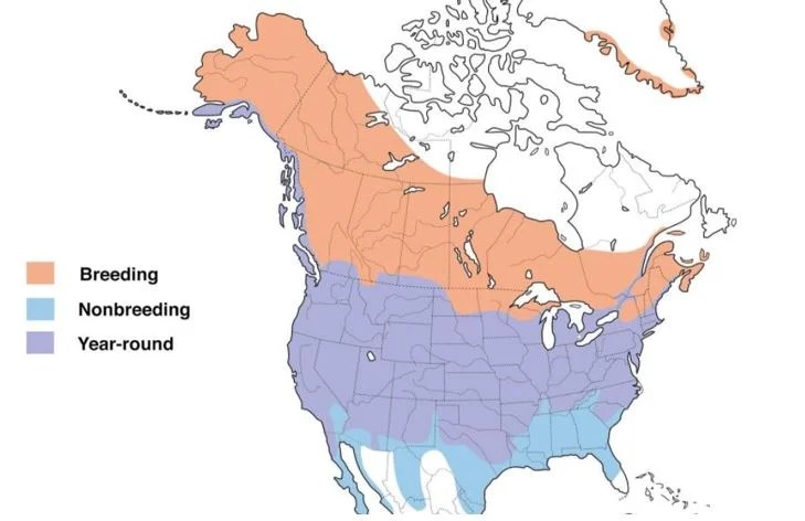 mallard duck range map
