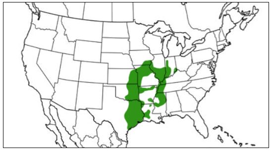 11 Types of Frogs Found in Oklahoma! (ID Guide) - Bird Watching HQ
