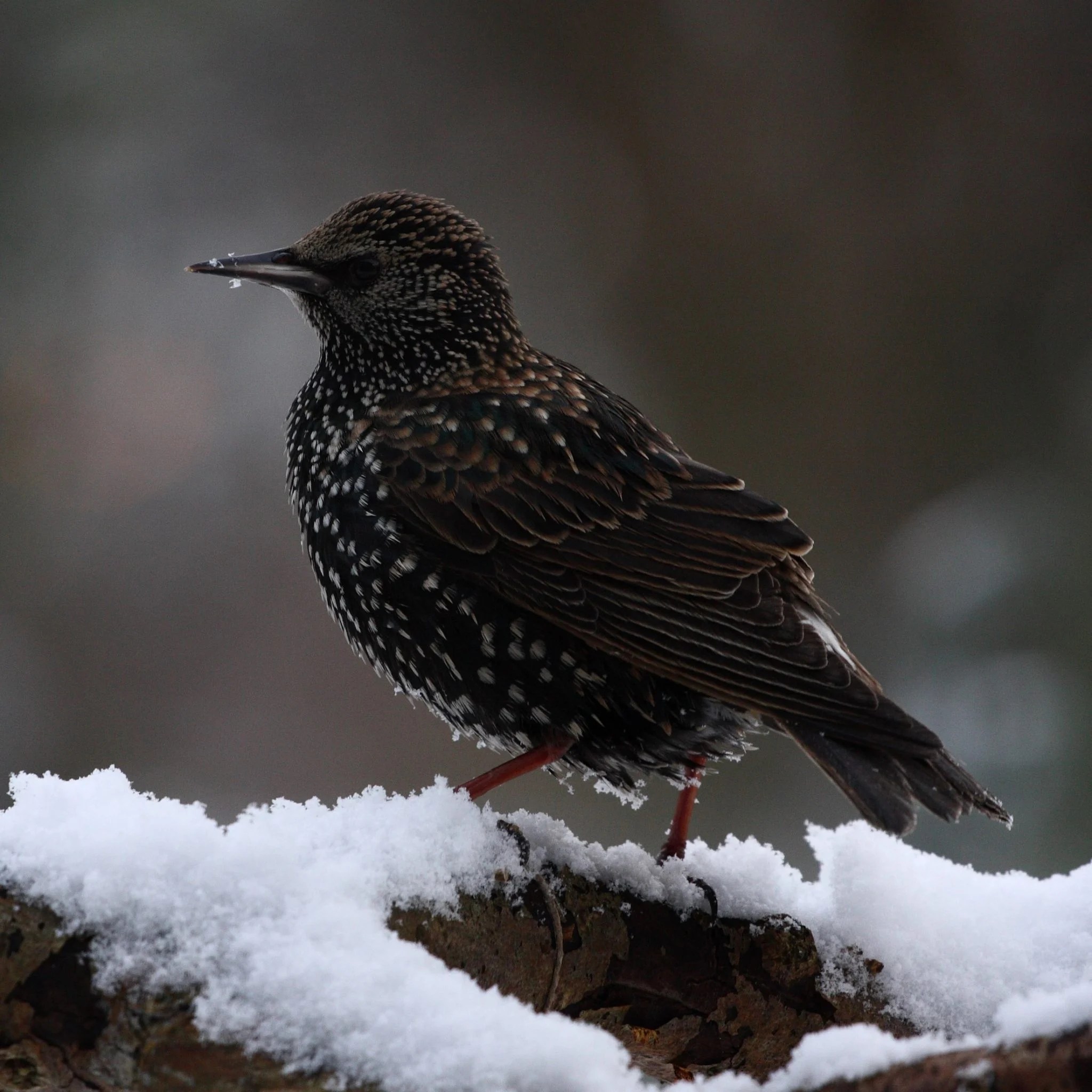 The 8 Best STARLING PROOF Bird Feeders! (w/ pics) Bird Watching HQ