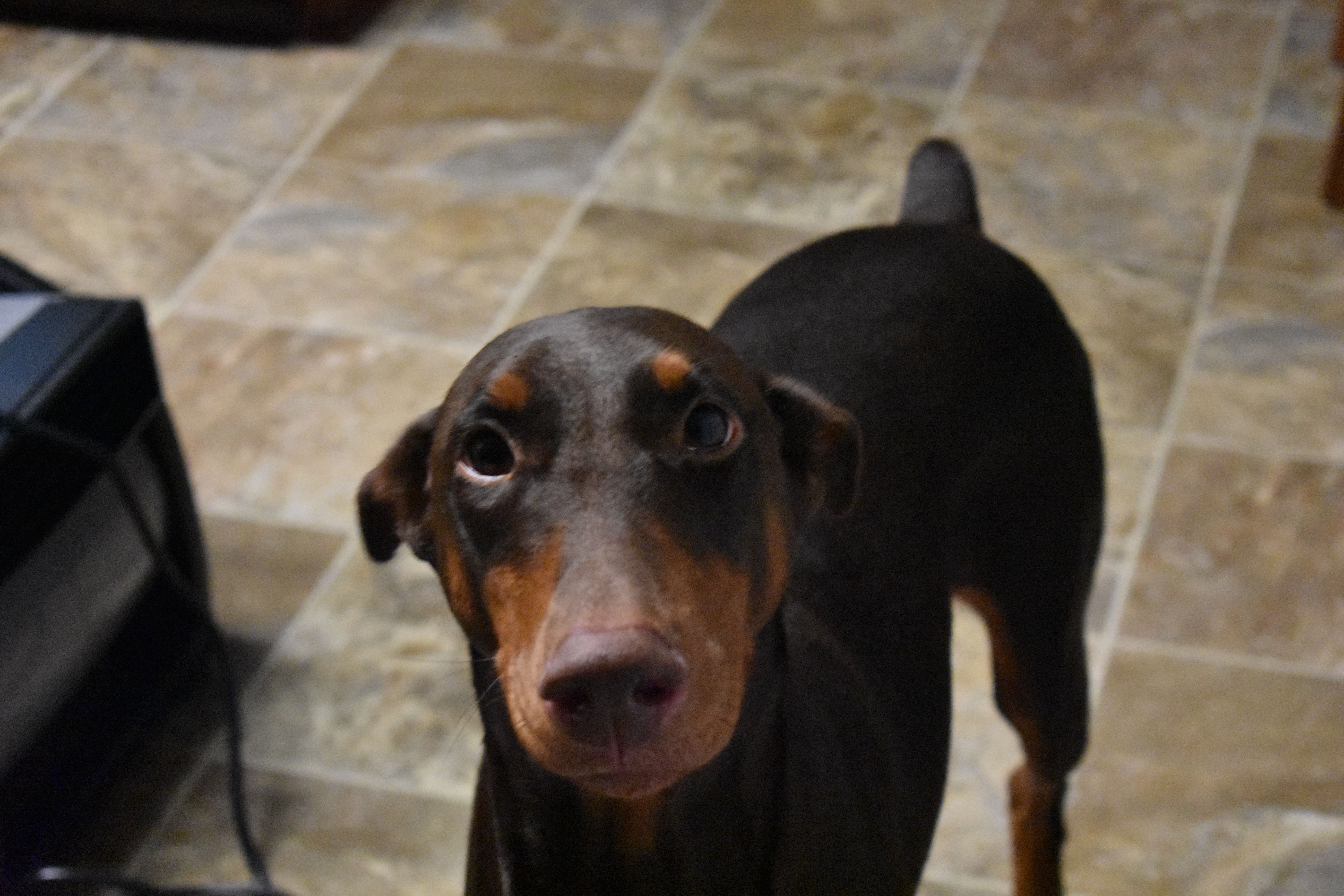 A Novice Looks at Puppy Aptitude Testing – Birkline Dobermans