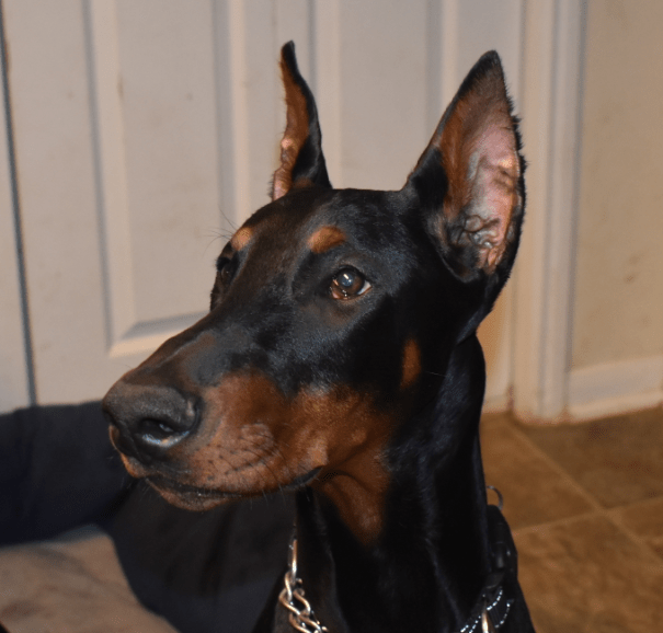 doberman ear posting zip tie