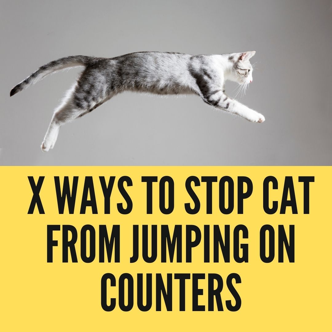 3 easy ways to stop your cat from jumping on counters
