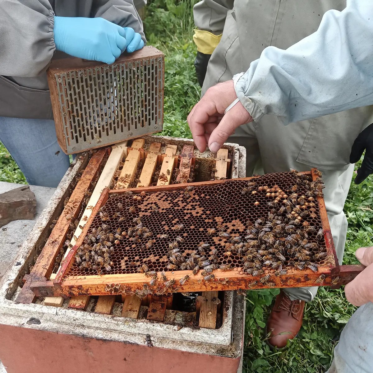 Practical Beekeeping - Managing Hives - Image 2