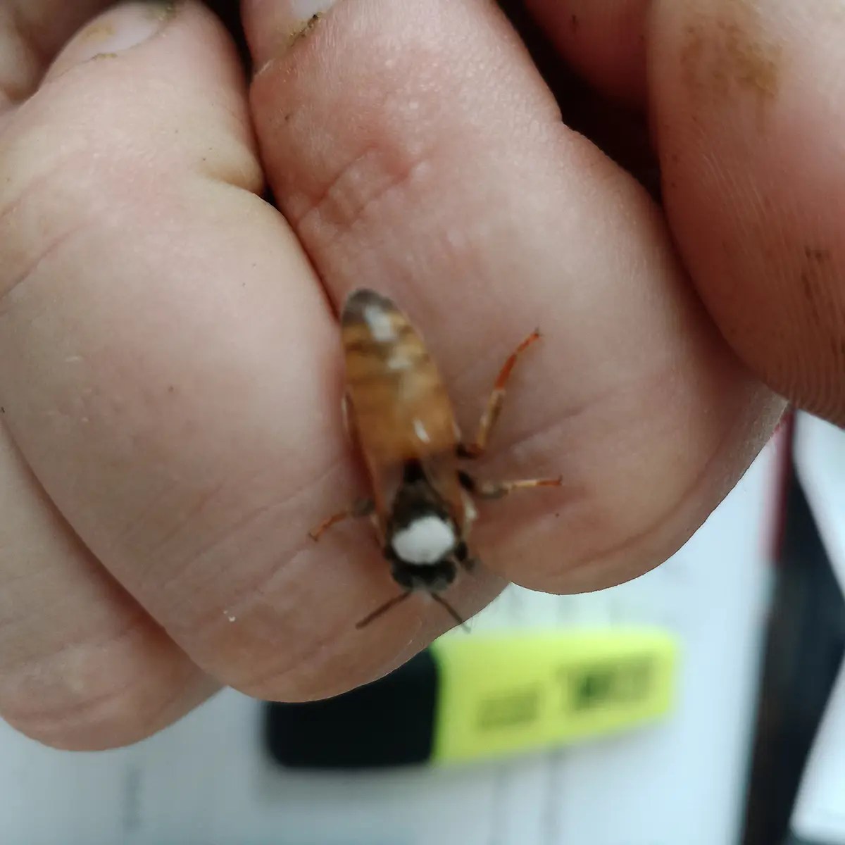 Queen Breeding - Selection & Testing - Image 2