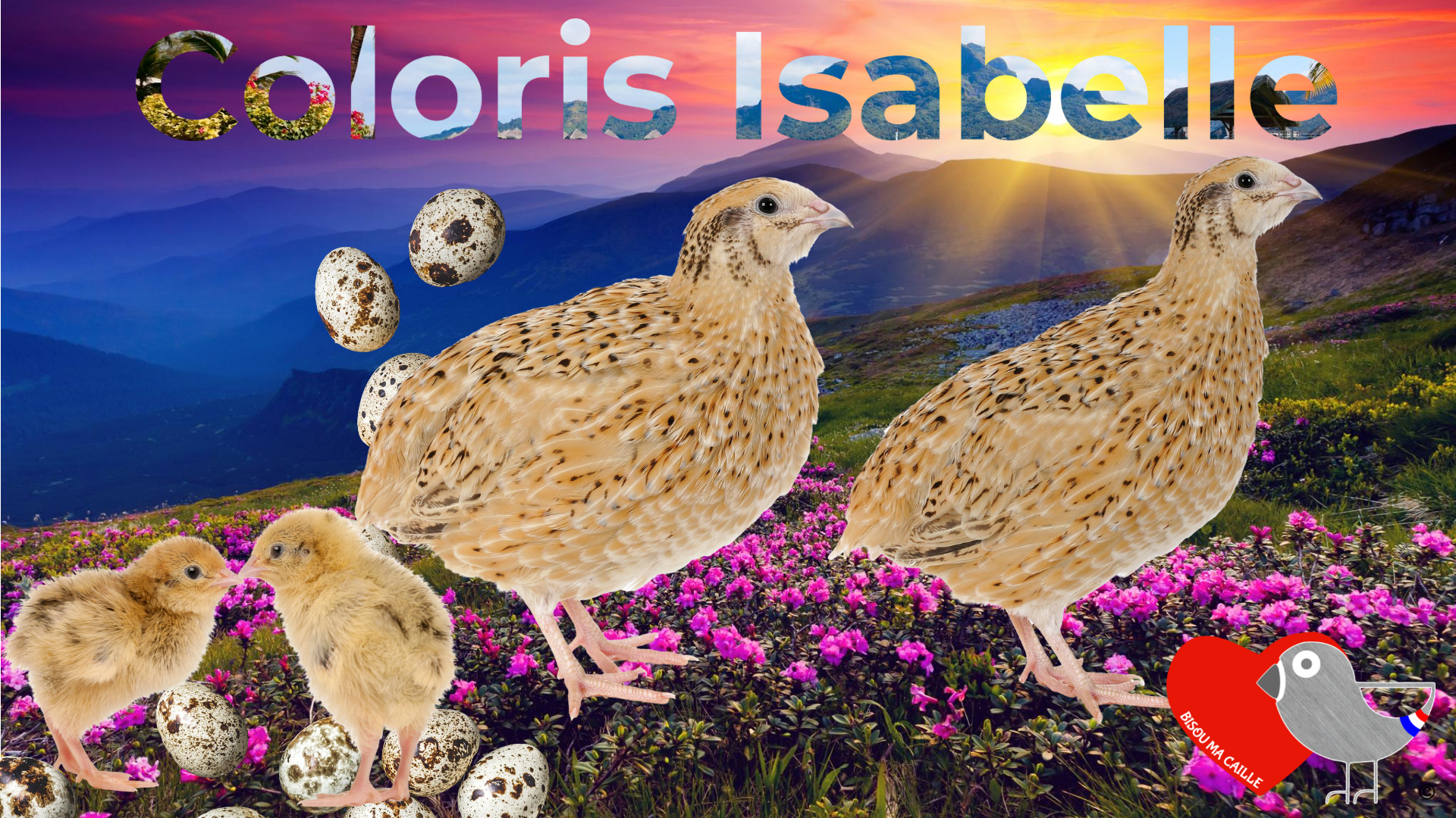 Oeuf Caille Fécondé à Vente En Ligne Oeufs de cailles fécondés / pour l'élevage – Couleur Isabelle X6 – Bisou ma  Caille©