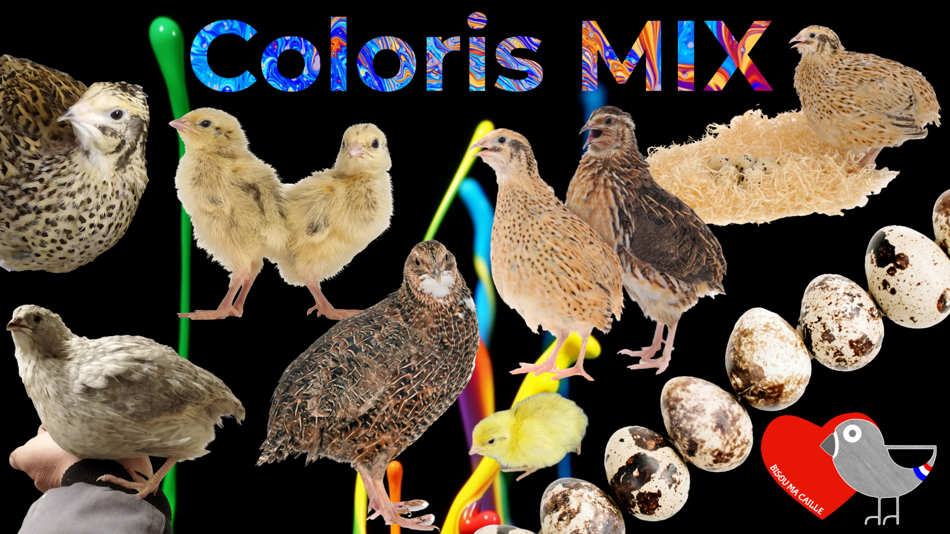 Oeuf Caille Fécondé à Vente En Ligne Oeufs de Cailles fécondés / pour l'élevage – Couleur Mix X6 – Bisou ma  Caille©