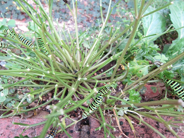 アゲハ蝶のイモムシくん