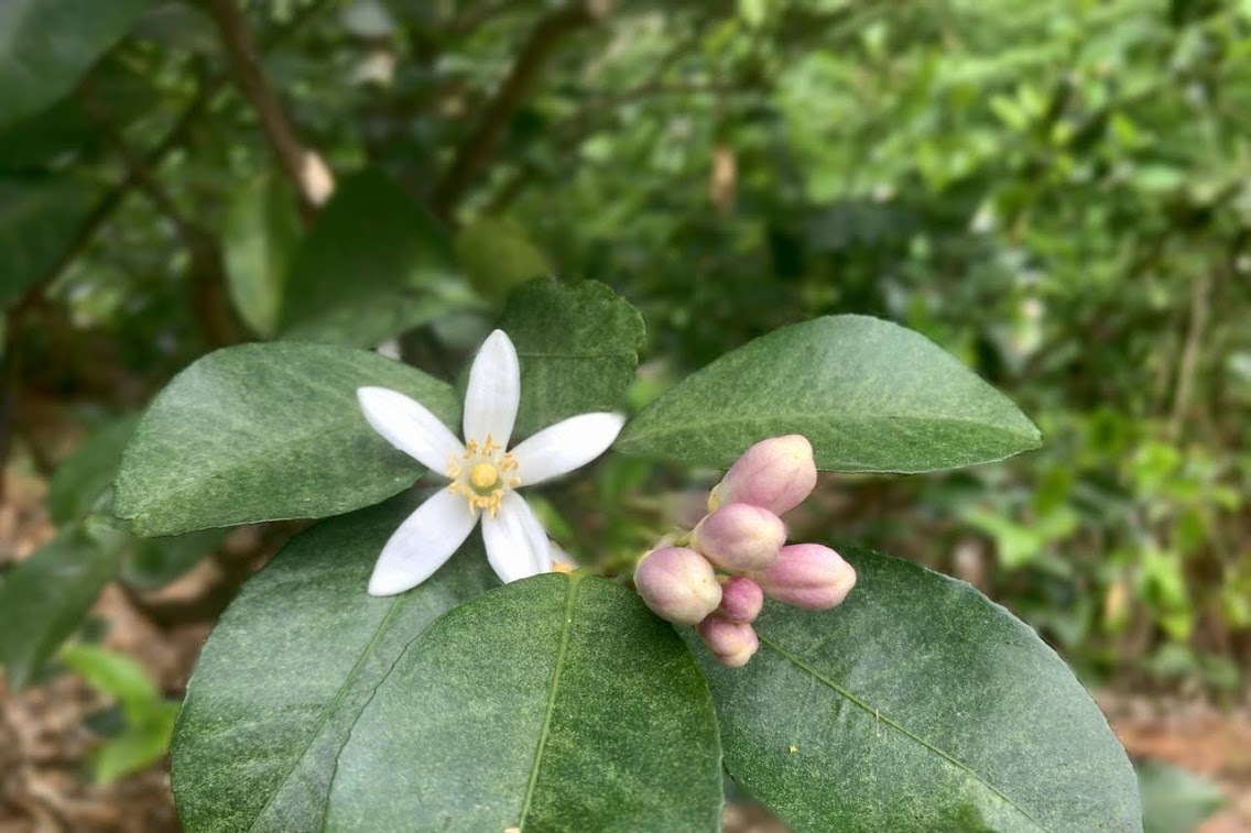 防除2