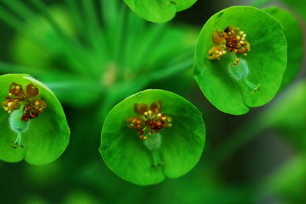 These modern cv templates for word, pages, and indesign are the perfect starting point for creating your new and improved resume. GREEN FLOWERS NAMES