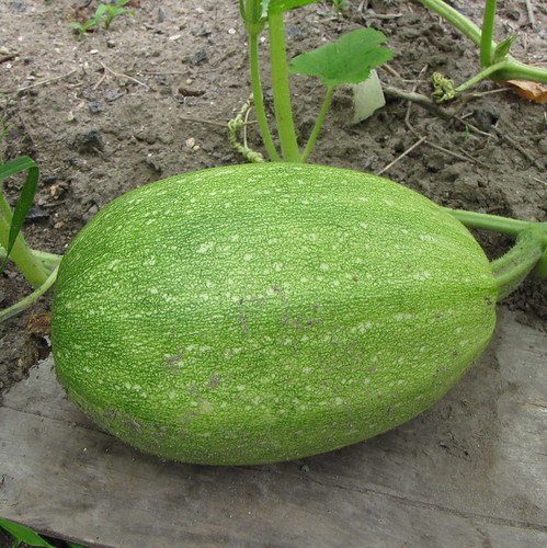 Spaghetti Squash Pdf - Desktop Light Arts for Desktop