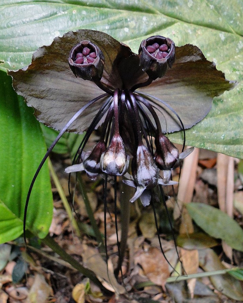 How To Grow And Care For The Truly Fascinating Black Bat Flowers Gardenerdy