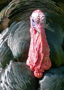 Turkey, Shugborough