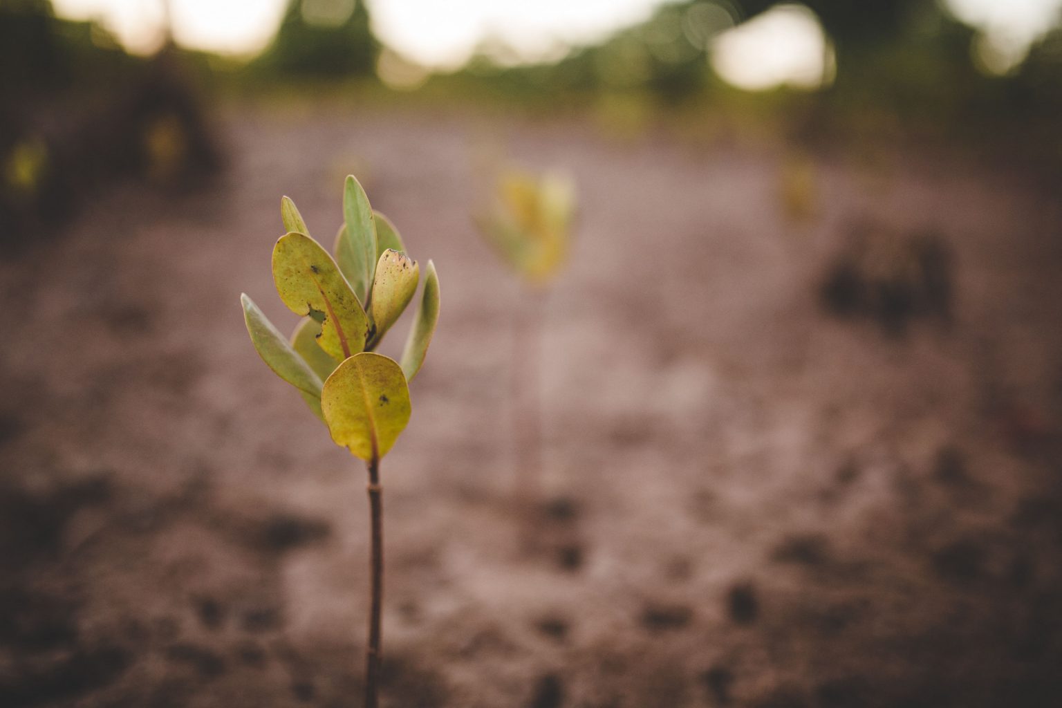 Cardano-Backed Climate Solutions Platform, VeriTree, Partners with Samsung to Plant 2 Million Trees in Madagascar in Q1, 2022