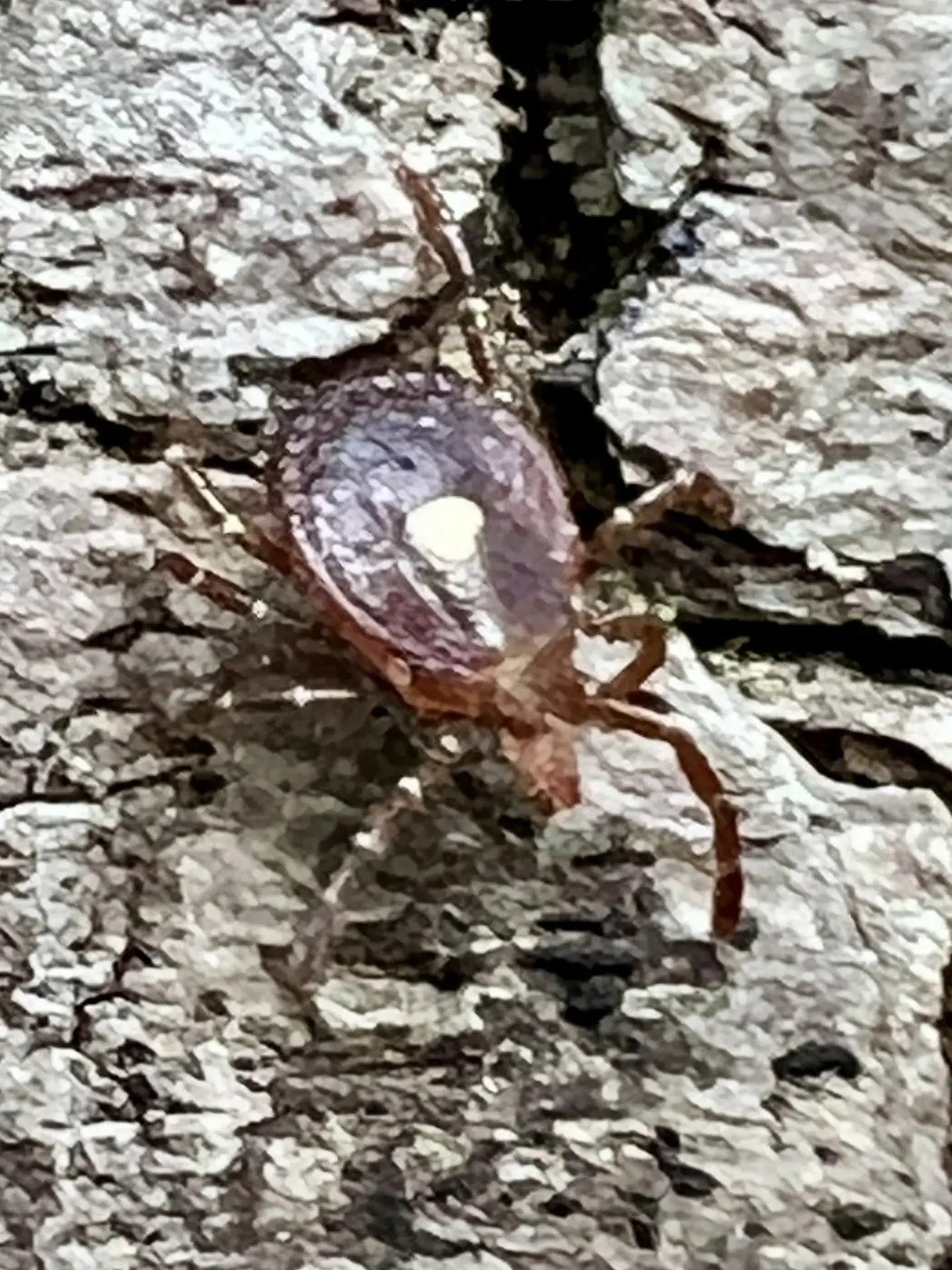 Lonestar Tick - Alpha Gal