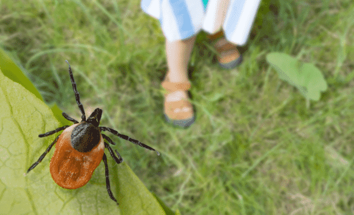 natural tick control and mosquito control