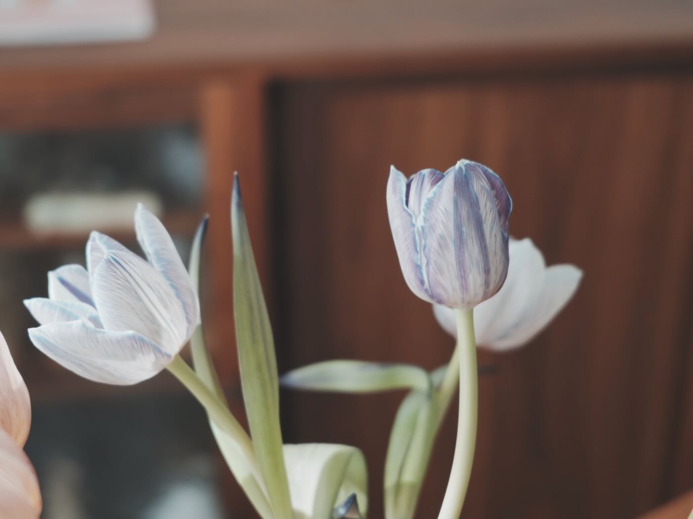 浮光記事 2025 二月 - 一口冒險 Bitesized Adventure 浮光記事 2025 二月 - 一口冒險 Bitesized Adventure