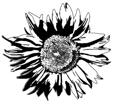 Free Free Transparent Vector Sunflower Svg SVG PNG EPS DXF File